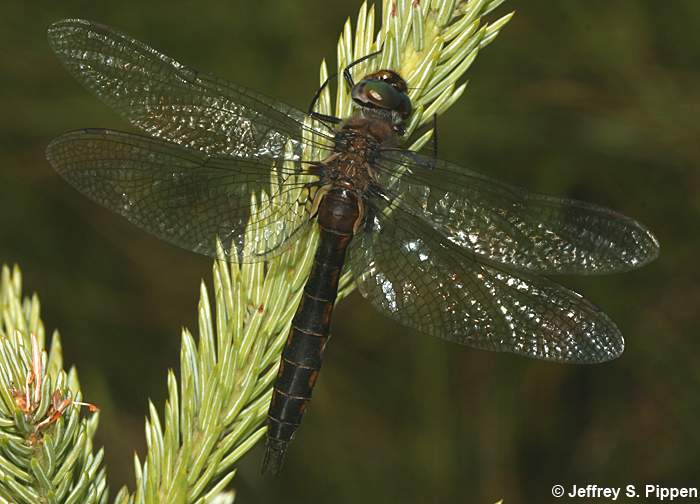 Spiny Baskettail (Epitheca spinigera)