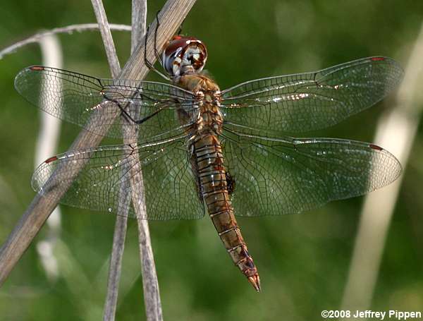 Spot-winged Glider (Pantala hymenaea)