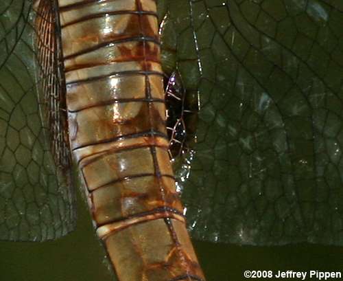 Spot-winged Glider (Pantala hymenaea)
