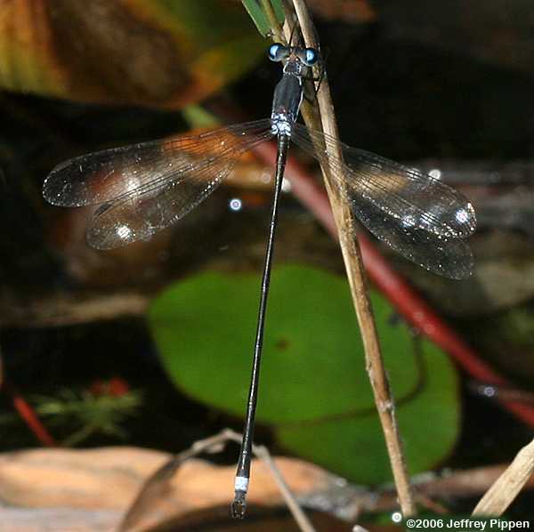 Swamp Spreadwing (Lestes vigilax)