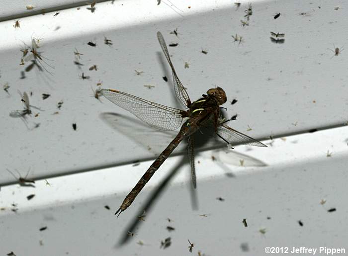 Springtime Darner (Basiaeschna janata)