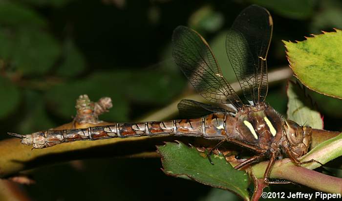 Springtime Darner (Basiaeschna janata)