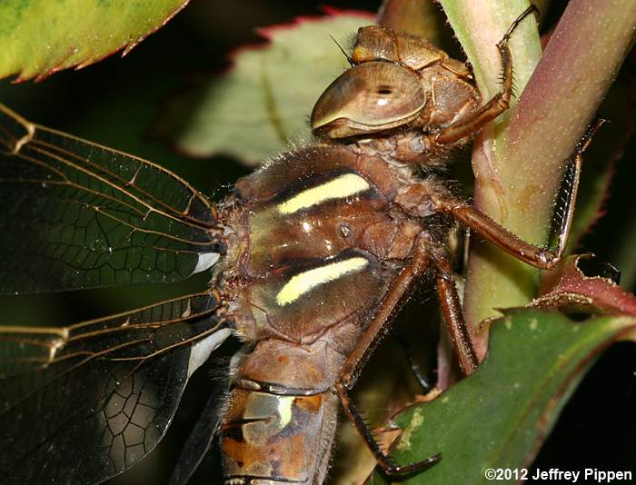 Springtime Darner (Basiaeschna janata)