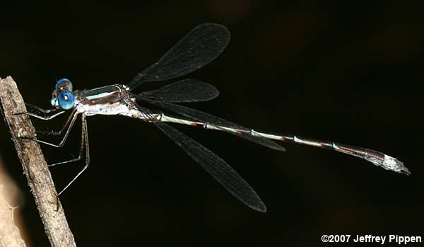 Southern Spreadwing (Lestes australis)