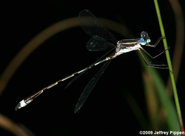 Southern Spreadwing (Lestes disjunctus australis)