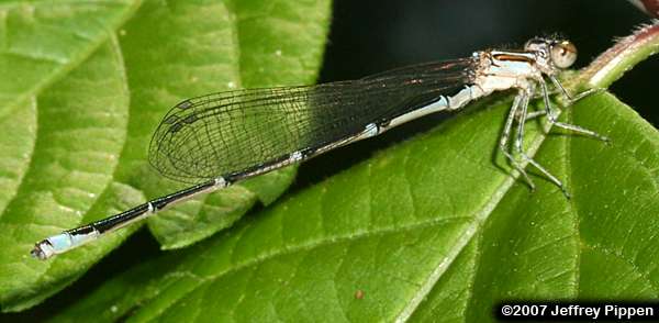 Stream Bluet (Enallagma exsulans)