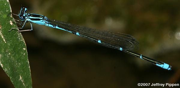 Stream Bluet (Enallagma exsulans)