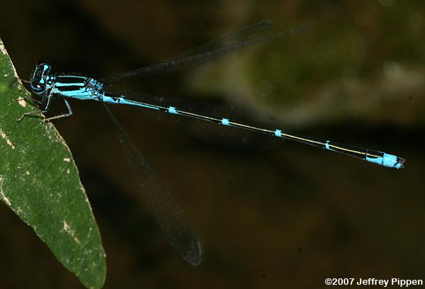 Stream Bluet (Enallagma exsulans)