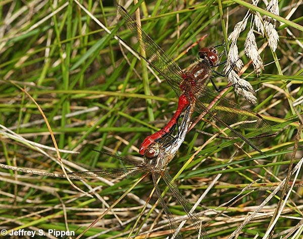 Striped Meadowhawk (Sympetrum pallipes)