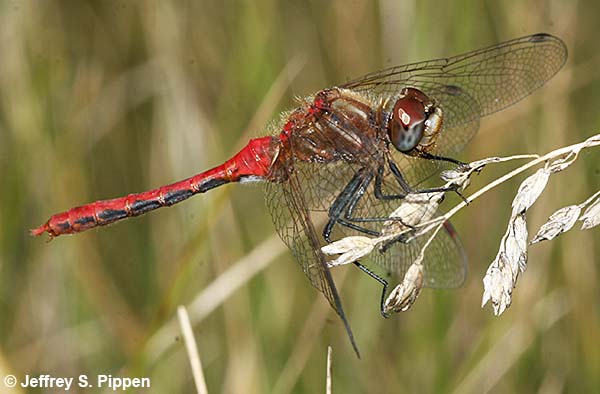 Striped Meadowhawk (Sympetrum pallipes)