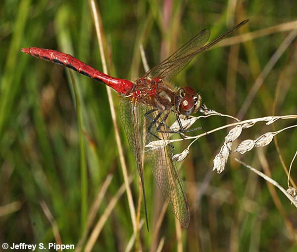 Striped Meadowhawk (Sympetrum pallipes)