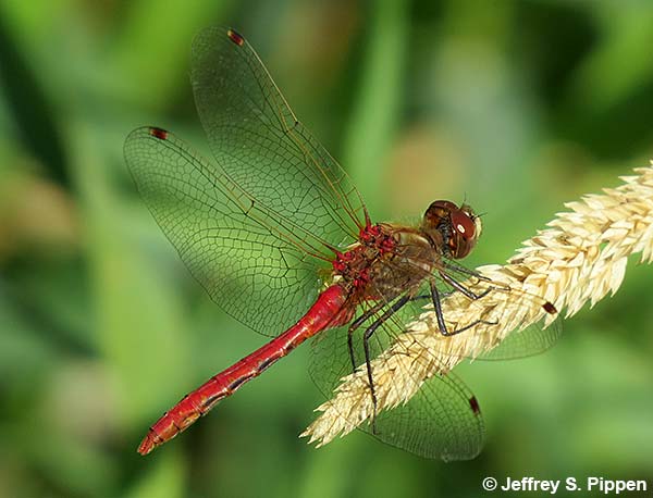 Striped Meadowhawk (Sympetrum pallipes)
