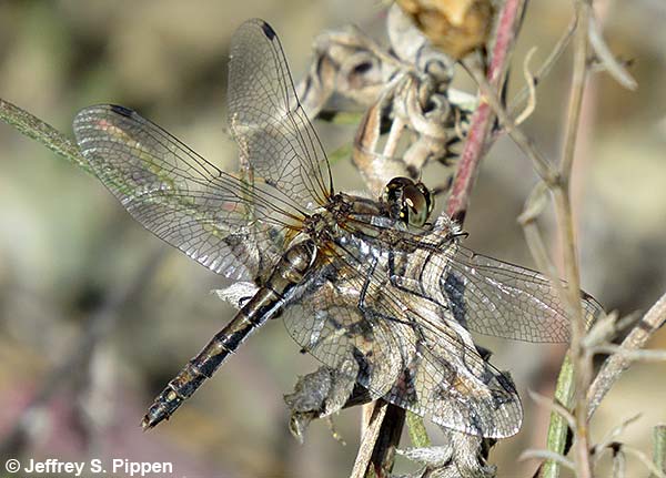 Striped Meadowhawk (Sympetrum pallipes)
