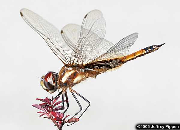 Striped Saddlebags (Tramea calverti)