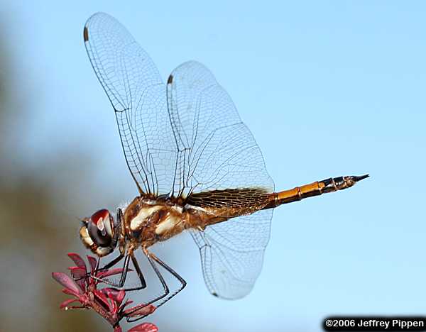 Striped Saddlebags (Tramea calverti)