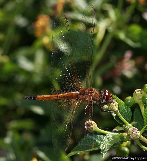 Striped Saddlebags (Tramea calverti)