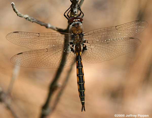 Stripe-winged Baskettail (Epitheca costalis)