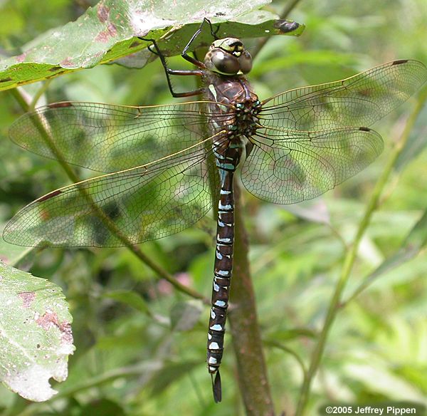 Subarctic Darner (Aeshna subarctica)