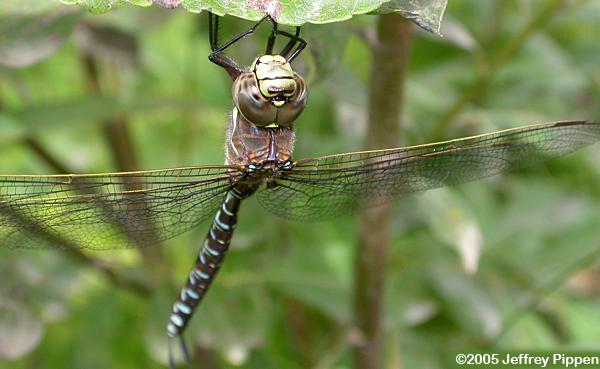 Subarctic Darner (Aeshna subarctica)