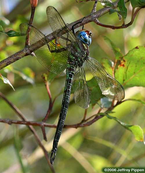 Swamp Darner (Epiaeshna heros)
