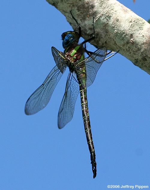 Swamp Darner (Epiaeshna heros)