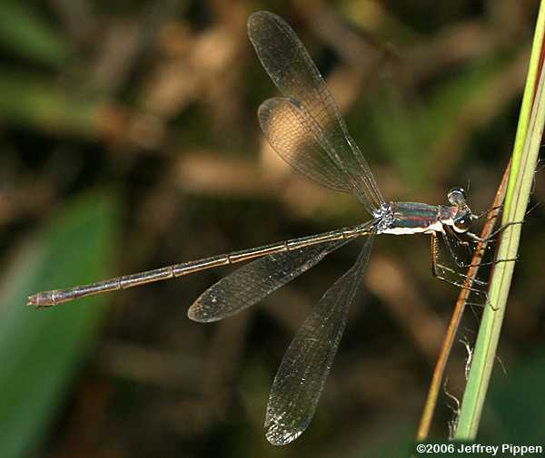 Swamp Spreadwing (Lestes vigilax)