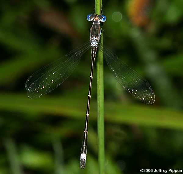 Sweetflag Spreadwing (Lestes forcipatus)