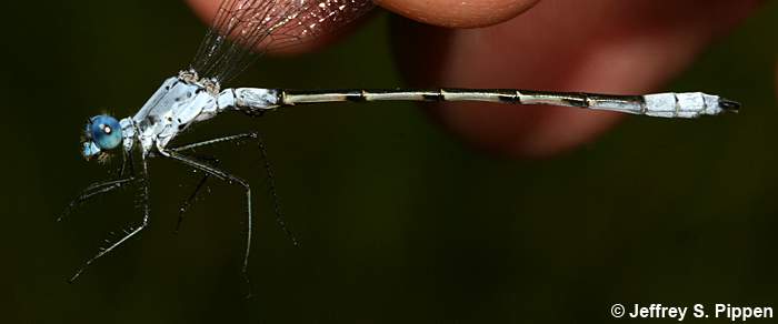 Sweetflag Spreadwing (Lestes forcipatus)