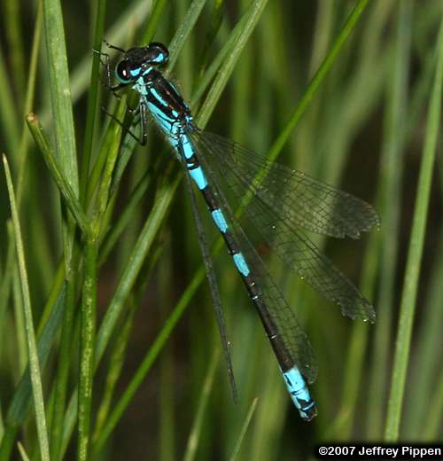 Taiga Bluet (Coenagrion resolutum)