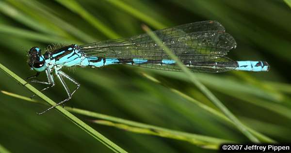 Taiga Bluet (Coenagrion resolutum)