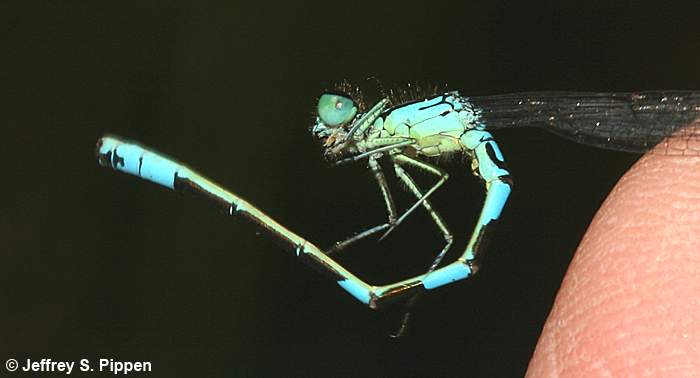 Taiga Bluet (Coenagrion resolutum)