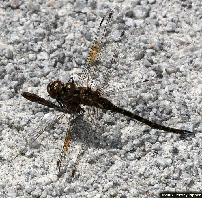 Taper-tailed Darner (Gomphaeschna antilope)