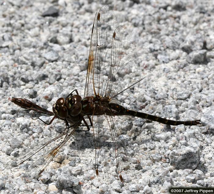 Taper-tailed Darner (Gomphaeschna antilope)