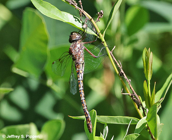 Taper-tailed Darner (Gomphaeschna antilope) Alligator River NWR, Dare Co., NC 15 June 2026