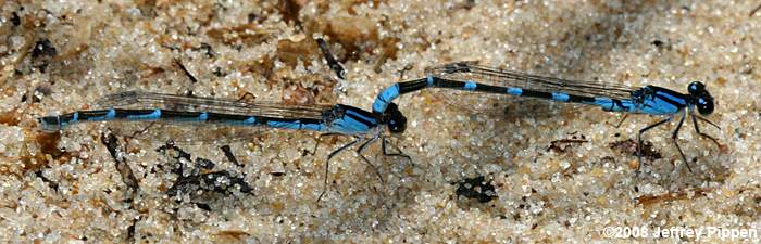 Tule Bluet (Enallagma carunculatum)