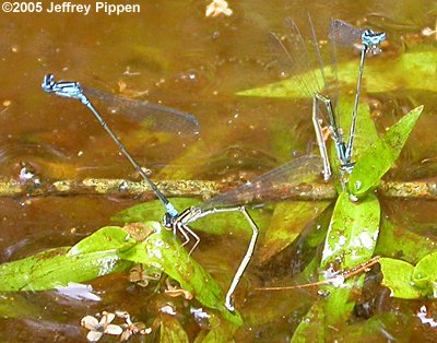 Turqoise Bluet (Enellagma divagans)