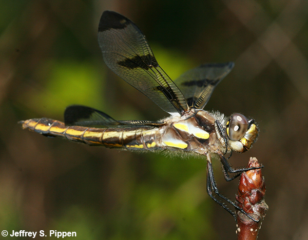 Twelve-spotted Skimmer (Libellula pulchella)
