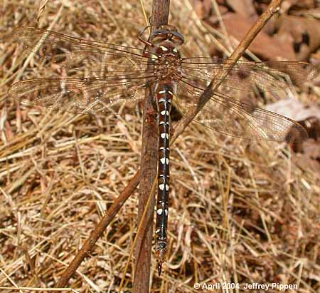 Twin-spotted Spiketail (Cordulegaster maculata)
