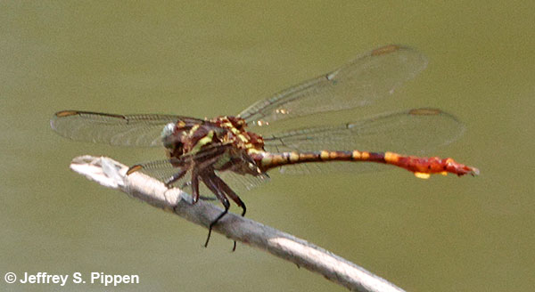 Two-striped Forceptail (Aphylla williamsoni) Brumley Nature Preserve, Orange Co., NC 15 July 2026