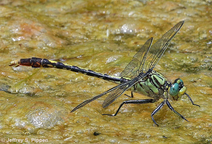 Unicorn Clubtail (Arigomphus villosipes) Brumley Nature Preserve, Orange County, NC 20 May 2025