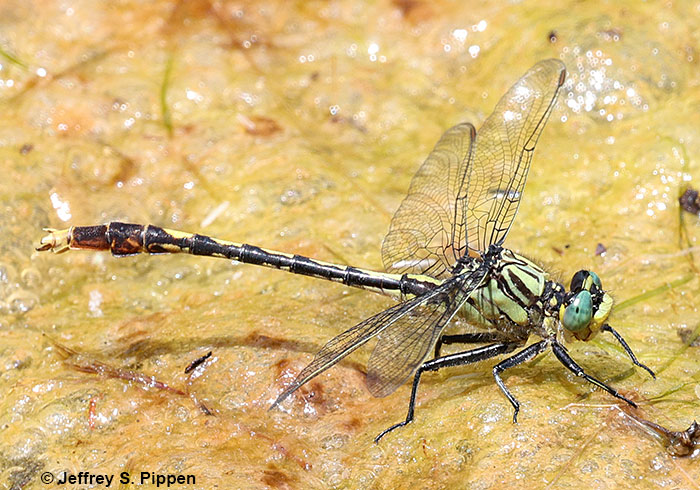 Unicorn Clubtail (Arigomphus villosipes) Brumley Nature Preserve, Orange County, NC 20 May 2025