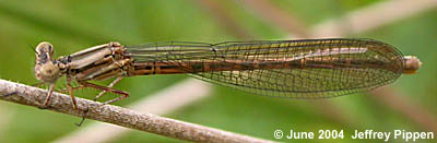 Variable Dancer (Argia fumipennis)