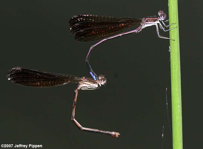 Variable Dancer (Argia fumipennis)