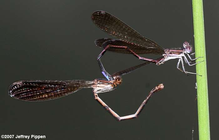 Variable Dancer (Argia fumipennis)