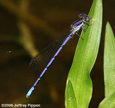 Variable Dancer (Argia fumipennis)
