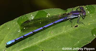 Variable Dancer (Argia fumipennis)