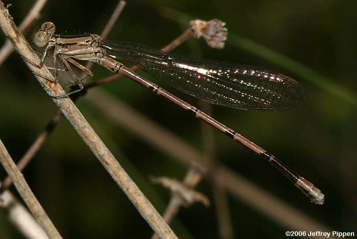 Variable Dancer (Argia fumipennis)