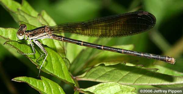 Variable Dancer (Argia fumipennis)