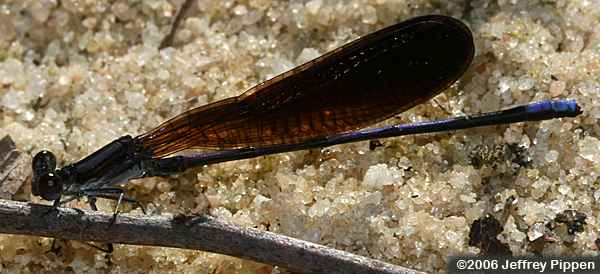 Variable Dancer (Argia fumipennis)