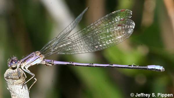 Variable Dancer (Argia fumipennis)